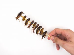 apéro insecte