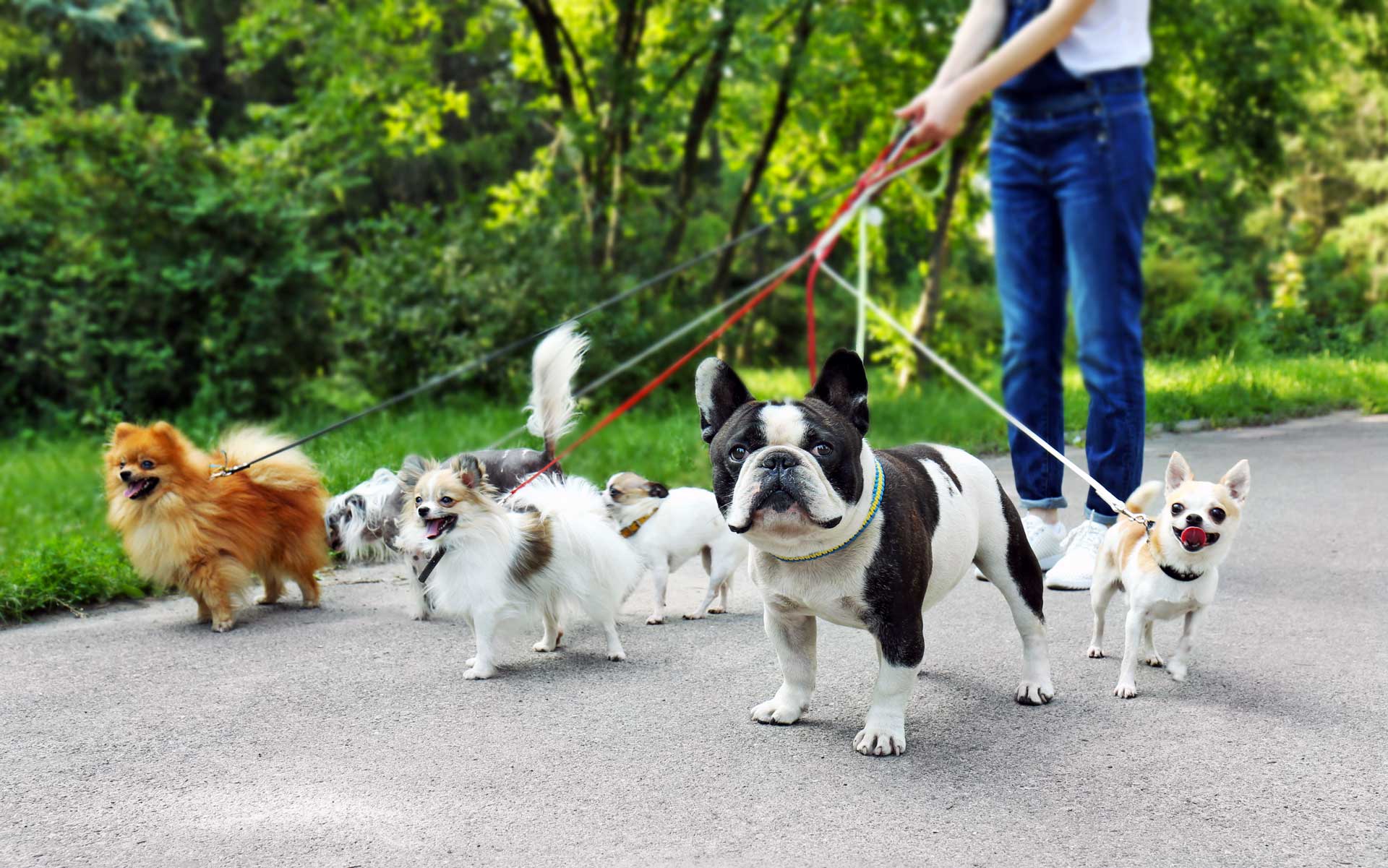 dog sitter