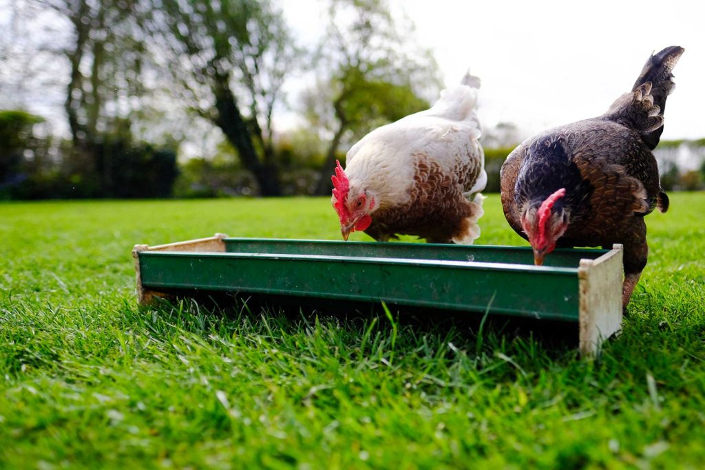 poules domestiques