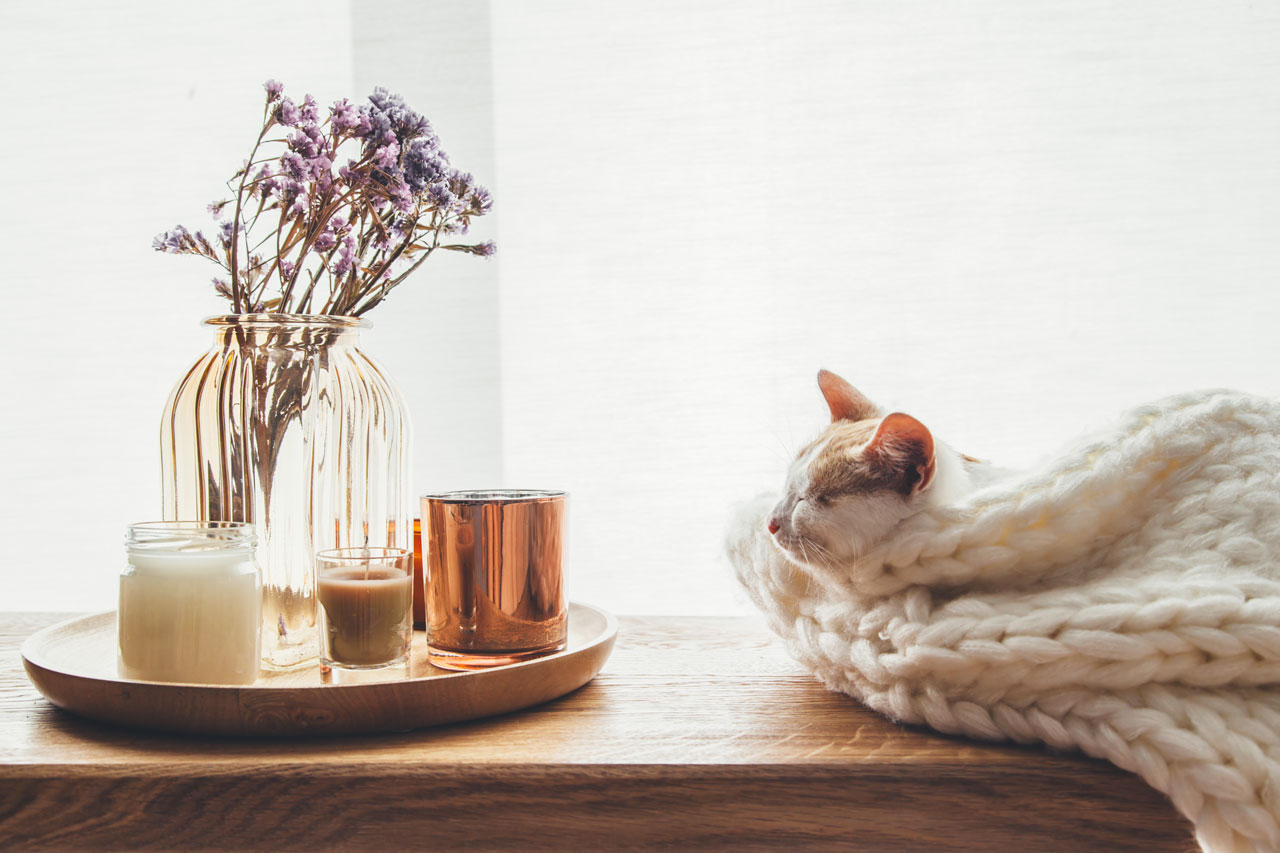 chat dans un intérieur cosy