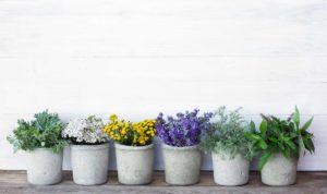 plantes aromatiques